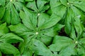 Closeup of wet Mayapple leaves