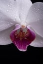 Closeup wet orchid on black background. Orchids blossom close up, Phalaenopsis.