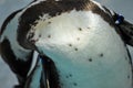 Closeup of wet penguin feathers with beautiful reflection