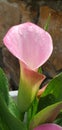 Closeup of a wet pink calla lily in a flowerpot (Zantedeschia aethiopica)