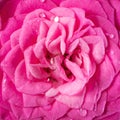 closeup of pink rose flower bloom Royalty Free Stock Photo