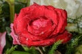 Closeup wet red rose