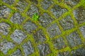 closeup wet stony road with grass tush through