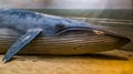 Closeup of a whale sculpture on a artificial beach, washed up mammal on the shore Royalty Free Stock Photo