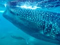 A closeup of a whale shark Royalty Free Stock Photo