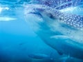 A closeup of a whale shark Royalty Free Stock Photo