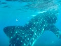 A closeup of a whale shark Royalty Free Stock Photo