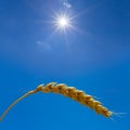 Closeup wheat ear on blue sky background under a sparkle sun