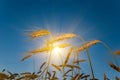 Closeup wheat ear in light of sparkle sun