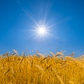 closeup wheat ear in light of sparkle sun