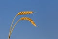 Closeup wheat ears on blue sky
