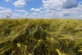 Closeup of wheat field against blue sky with white clouds. Royalty Free Stock Photo