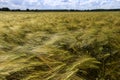 Closeup of wheat field with blue sky.Cultivation of crops. Agriculture and farming. Royalty Free Stock Photo