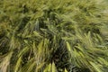 Closeup of wheat field.Cultivation of crops. Agriculture and farming. Royalty Free Stock Photo