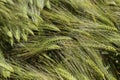 Closeup of wheat field.Cultivation of crops. Agriculture and farming. Royalty Free Stock Photo