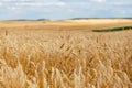 Wheat field ripe in gold color. Harvest concept