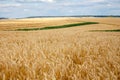 Closeup wheat field ripe in gold color.