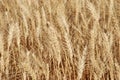 Wheat field close up shot Royalty Free Stock Photo