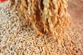 Closeup of wheat grains falling, the process of harvesting organic crops