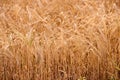 Closeup of wheat growing on a farm on a sunny day outdoors. Detail and texture of golden stalks of grain being