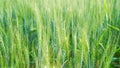 Closeup of the Wheat plants ear or pods in sunset sky background. Unripe green wheat plants growing in large farm field. insects Royalty Free Stock Photo