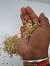 Wheat and Waste of Shell holding in a hand and cup dropping from top. Wheat scattered and texture  on white background Royalty Free Stock Photo