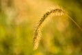 Closeup Wheatgrass in Autumn in Illinois