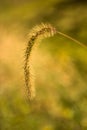 Closeup Wheatgrass in Autumn in Illinois Vertical