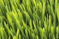 Closeup of wheatgrass in the sun