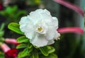 Closeup white adenium in the garden.