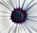 Closeup of white African daisy or Cape Daisy Osteospermum core, top view