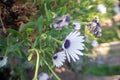 Closeup of white African daisy with purple center with a blurry background Royalty Free Stock Photo