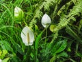 Closeup of a white Anthurium flower in a greenhouse Royalty Free Stock Photo