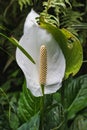 Closeup of a white Anthurium flower in a greenhouse Royalty Free Stock Photo