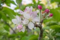 Closeup of an white apple blossom with purpel buds Royalty Free Stock Photo