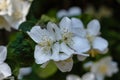 closeup of a white apple blossom tree in full bloom with a blurry background Royalty Free Stock Photo