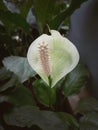 Peace Lily, closeup of white araceae flowers in bloom exotic beautiful, monocotyledonous flowers. Royalty Free Stock Photo