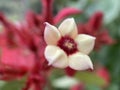 White Ashanti Blood Flower