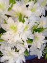 Closeup of white azalea