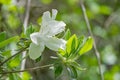 Closeup of White Azalea Wilflower