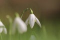 Closeup of a white beautiful snowdrop with a soft green background Royalty Free Stock Photo