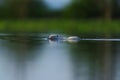 Closeup of a white beaver swimming in a tranquil lake