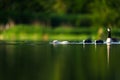 Closeup of a white beaver swimming in a tranquil lake with ducks