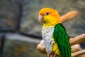 Closeup of a white bellied caique, popular pet in aviculture, Endangered bird specie from the amazon of Brazil Royalty Free Stock Photo