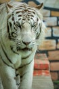 closeup white bengal tiger roar Royalty Free Stock Photo