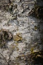 Closeup of white birch bark texture. Suitable for abstract background. Tree with moss on the trunk, macro Royalty Free Stock Photo