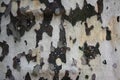 Closeup of white birch tree bark Royalty Free Stock Photo