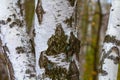 closeup white birch tree in forest Royalty Free Stock Photo