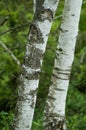 white birch trunk  in the forest Royalty Free Stock Photo