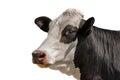 White and Black Head of Cow Isolated on White Background Royalty Free Stock Photo